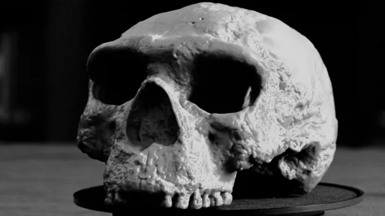 과학자들은 수백만 세의 skull이 인간 진화를 다시 씁니다 주장