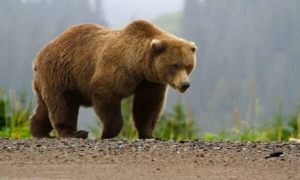 곰은 Novoselle, Peja, 공격에 나타나고 약간의 양을 죽이고