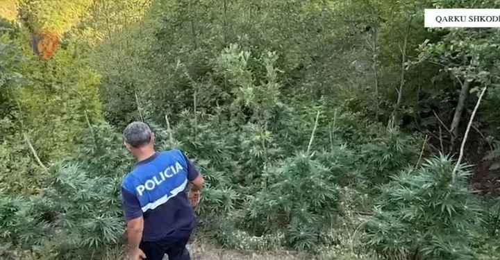 About 5,000 cannabis plants in the Shkodra District are destroyed