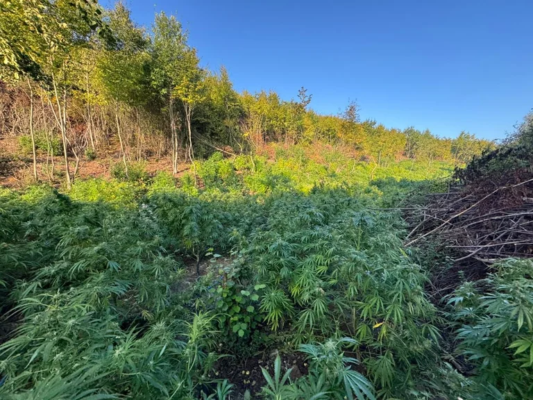 Nuevos detalles de la convulsión de más de 500 kg de marihuana, que fue aterrizó el pueblo antidroga de ayer