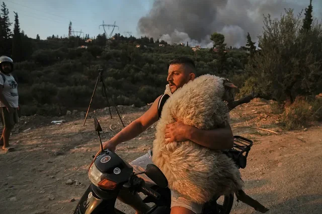 Σώθηκε πρόβατα στην Ελλάδα, Αλβανική φωτογραφία επέλεξε ένα από τα πιο όμορφα το 2025