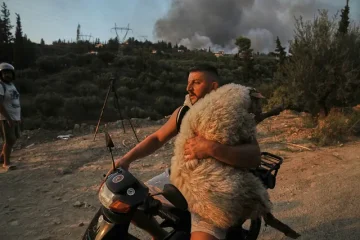Saved sheep in Greece, Albanian photo selected one of the most beautiful in 2025
