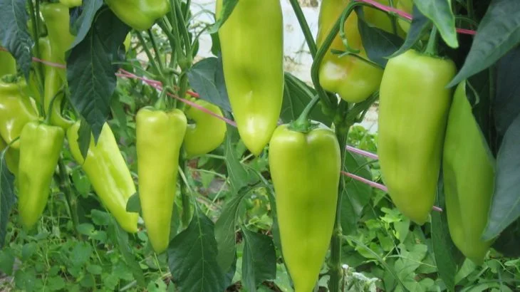 Slowenien zieht aus Albanien importierte Paprika aufgrund hoher Pestizide dringend zurück