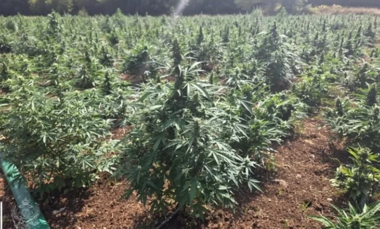 Montenegros största marijuanaplantage upptäcktes, två arresterades