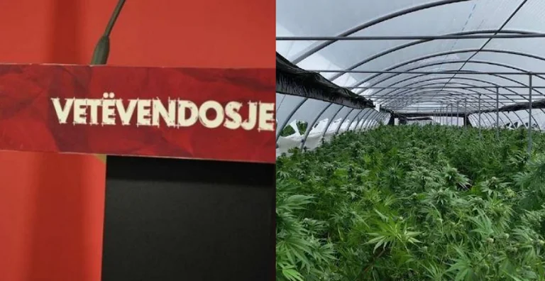 VV bekräftar att Asamblis-kandidaten greps efter att fyra cannabisplantager hittades i Gjilan