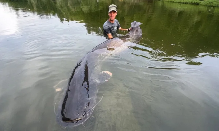 Fiskare i Tjeckien fångar 2,68 meter lång fisk
