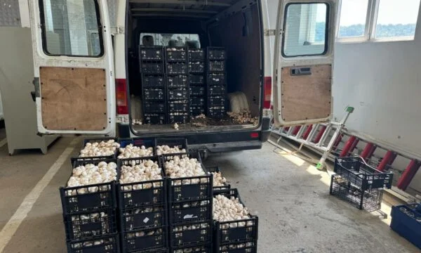 La police prévient la contrebande de 910 kg de champignons à Karaqevera