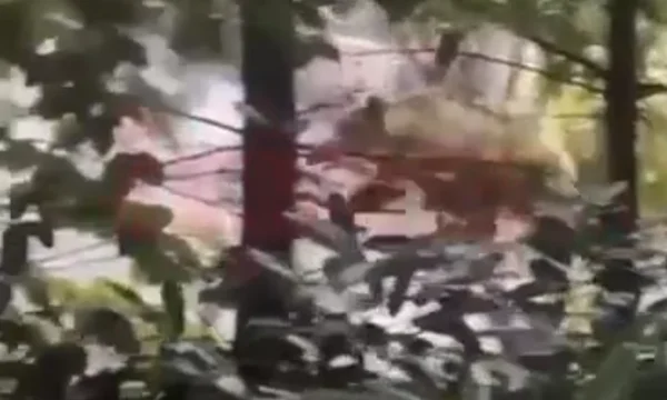 Un oso aparece en Brezovica cerca de las villas (Vídeo)