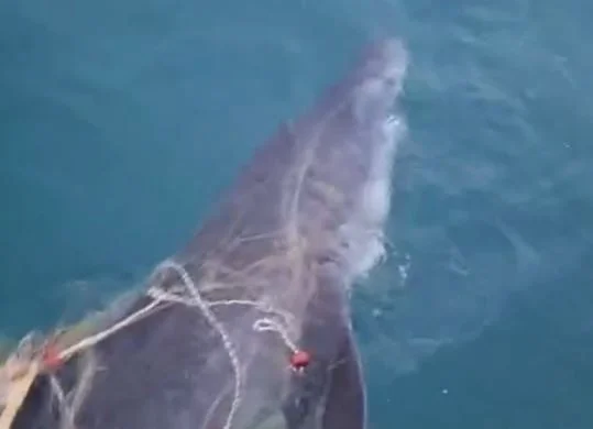 Rare: Tiger Shark falls on fishing nets near “The drop of”