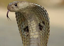 One-year-old bites cobra, son survives, snake dies
