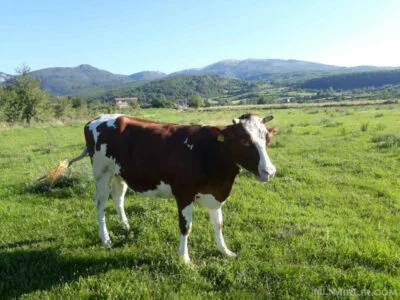 Le feu comprend une écurie dans Lubizhda de Prizren, huit vaches goélands