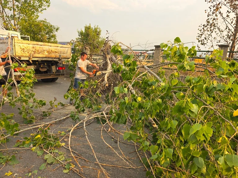 El poderoso viento en Drenas derroca el roble intervenna moviendo y limpiando el país