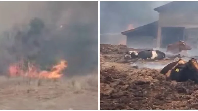 The fire hunts in Lubizhda, residents try to save the cows from the burning stable