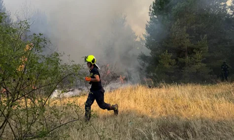 Burn a large pine surface in Podujevo