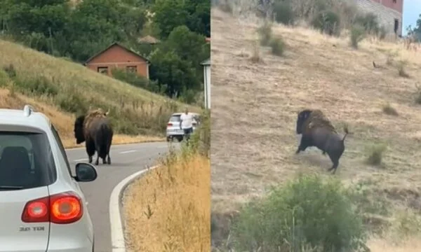 Weird: Bison erscheint Straßen eines Dorfes Pristina (Video)