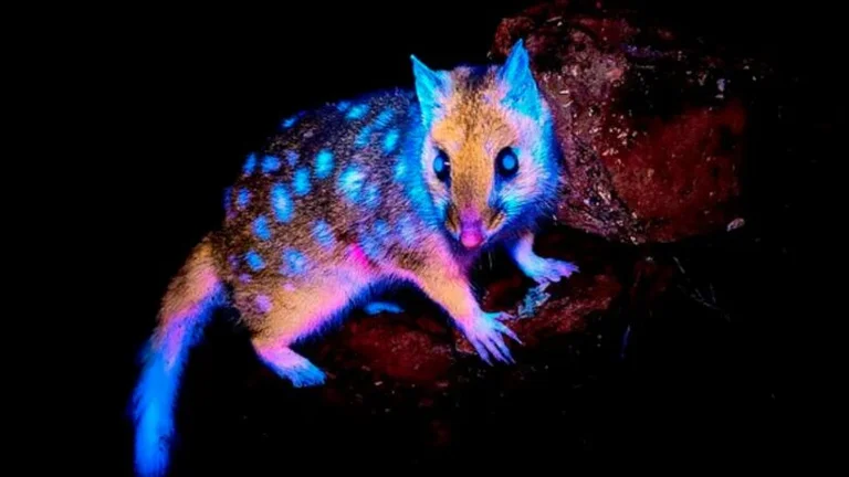 L'étrange créature qui brille dans le noir est photographiée en Australie pour la première fois