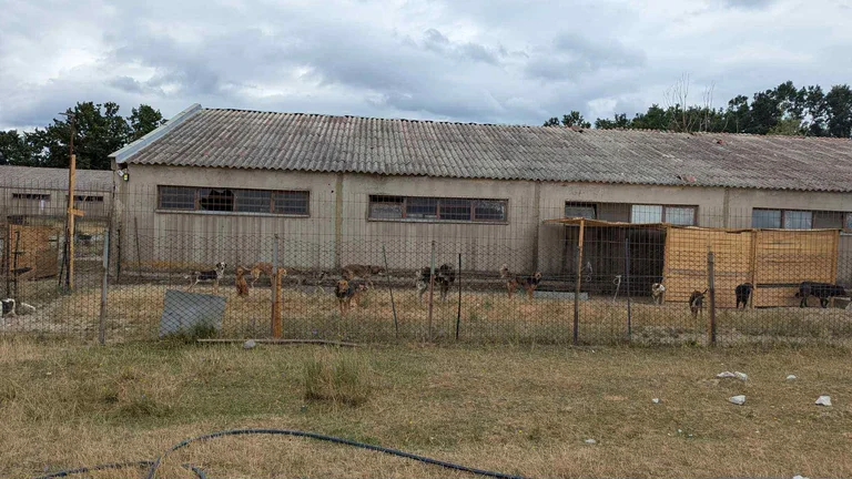 AUV: Dos refugios para perros cerrados en Ferizaj