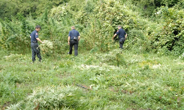 Grasping circa 3.000 piante di cannabis a Shkodra