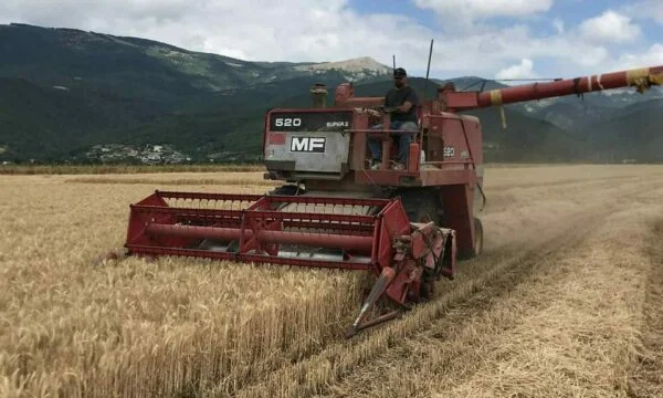 Les détenus du Centre de correction de Dubrava ont réussi à récolter le grain