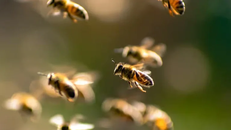 Rare bee attack in France: 24 wounded, three in critical condition