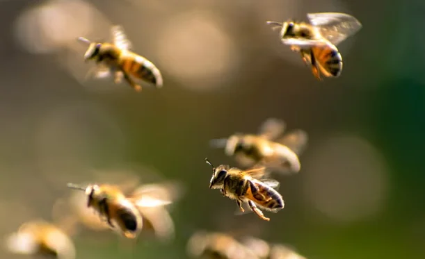 El ataque inusual de abejas en Francia, tres en el hospital, 21 heridos