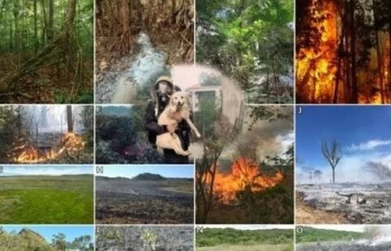 Gjilan lutte contre les incendies naturels