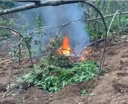 Thousands of cannabis roots in Shkodra are destroyed