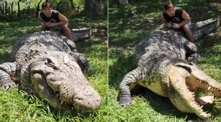 Il coccodrillo più antico del mondo, Henry, che è nato 10.000 bambini, festeggia il 124 ° compleanno.