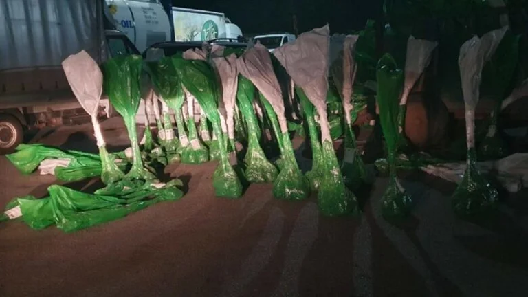 Police prevent smuggling to the north, guarantee 220 decorative trees