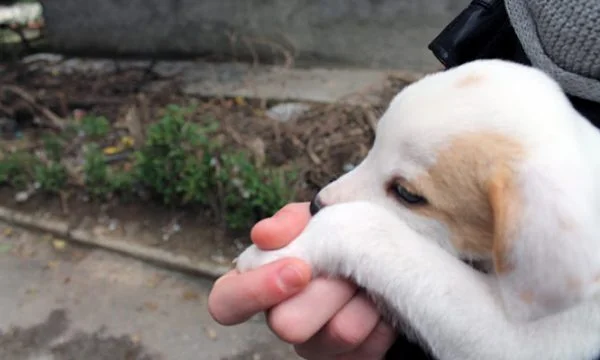 Animal Rights Foundation protesta