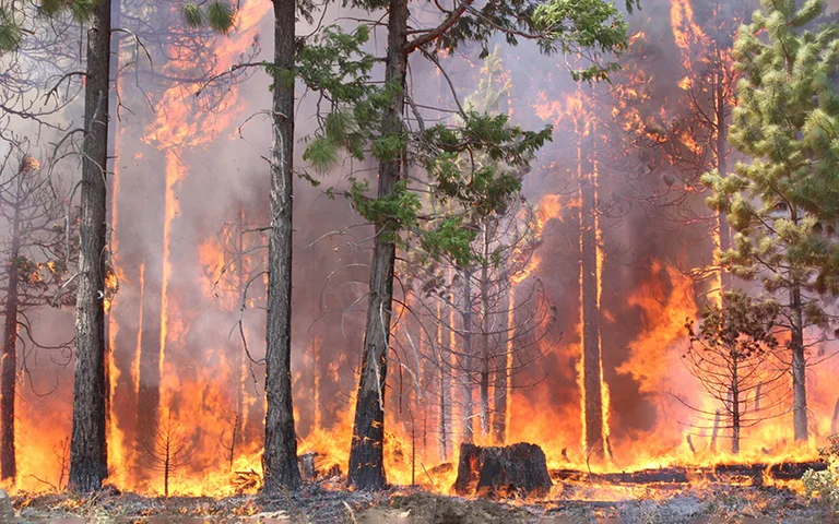 Burn over three acres of pine in Slatina Park