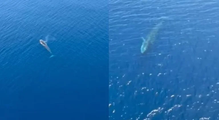 Rare baleine dans les eaux albanaises, architecte renommé divise les images