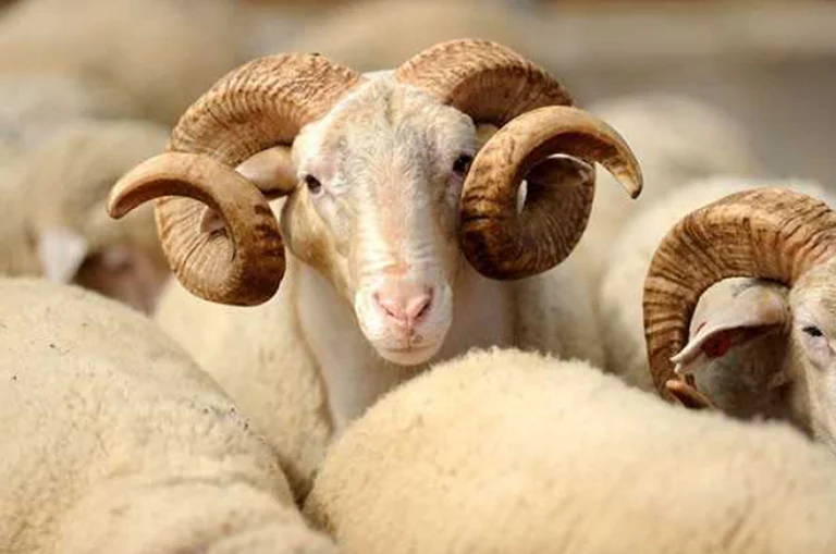 Une autre vallée de la peste animale a explosé en Albanie, 13 leaders morts