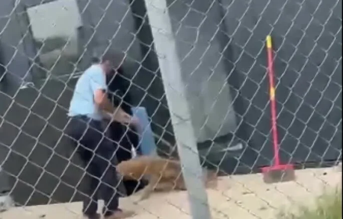 El viernes protesta por el abuso de animales