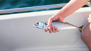 Full of protein, vitamins, and minerals, this is why mackerel is the healthiest fish in the world