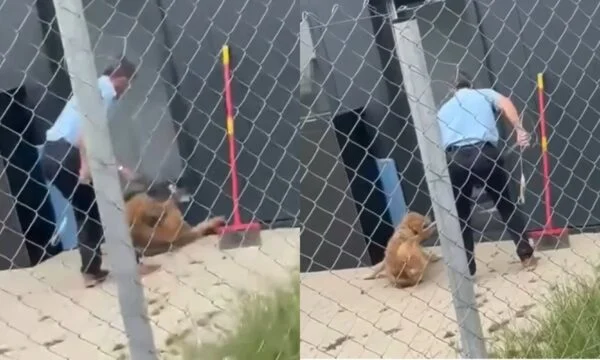 Terrible: Un agent de sécurité maltraite un chien dans le refuge de la capitale, réagit de la municipalité