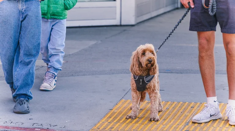 La République islamique d'Iran interdit les promenades de chiens dans 18 villes