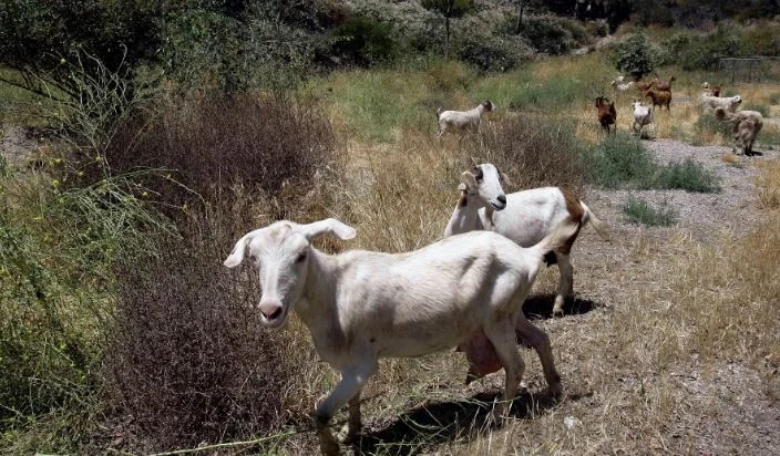 La peste du bétail, le Kosovo interdit l'importation de moutons et de chèvres de Shkodra et de Kukes