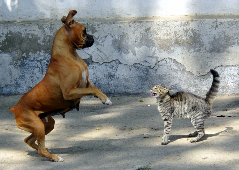 Bizarre: Organiser un match de chat et chien, 32 ans en Albanie inculpé