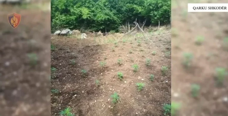 Shkodra: Oltre mille piantine di cannabis vengono distrutte alla ricerca di autori