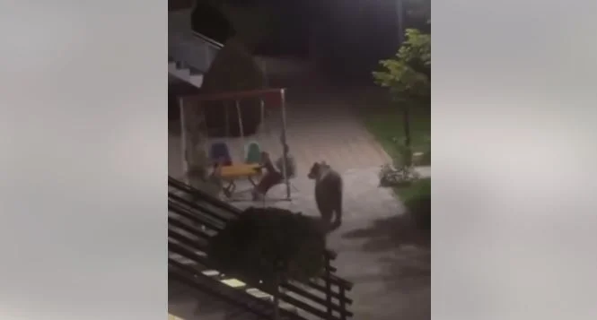 Invitado desconocido: El oso llega tarde al patio de una casa en Suhareka