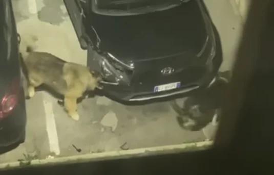 V IDEO: I cani selvatici bagnano una macchina con targhe straniere