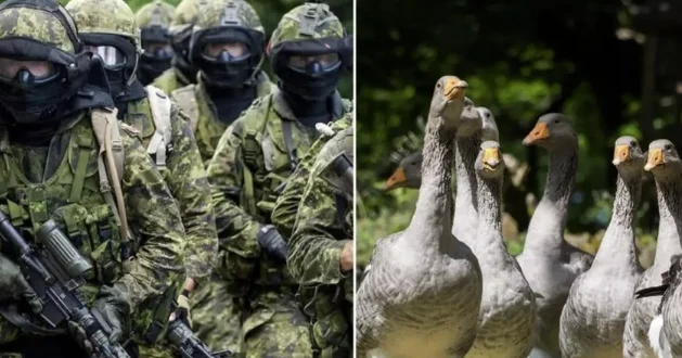 L'esercito canadese in allerta... dalle anatre!