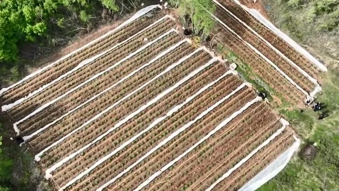 Albania: Massive operation against narcotics cultivation, over 2,000 cannabis plants are discovered