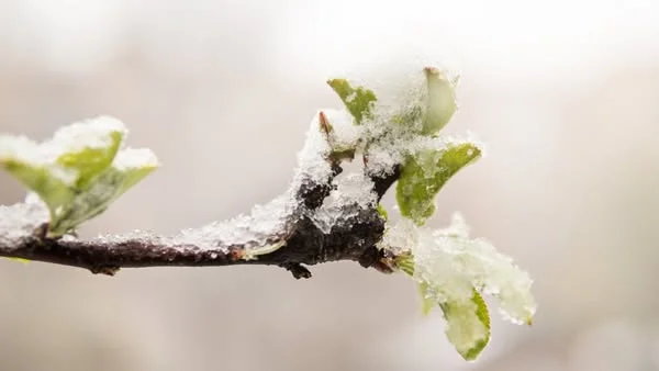 “This year, zero production” Wasps hit farmers and their crops