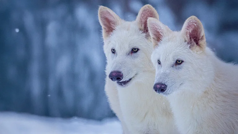 Wissenschaftler sagen, dass sie den Wolf, der vor 12,500 Jahren verschwunden ist, zurückerobern.