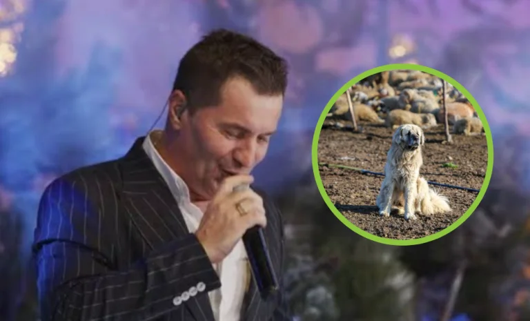 qi: My dogs are better at testing than you want people with them.