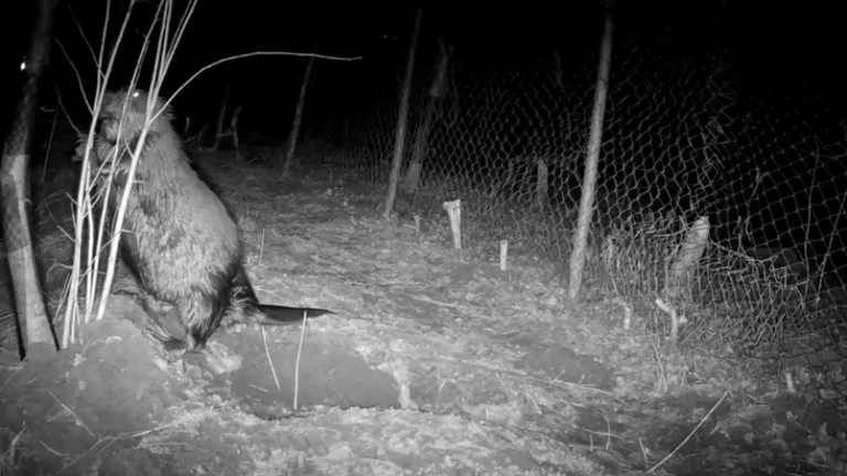Euro-Assical Cassator returns to Kosovo's nature after nearly 200 years