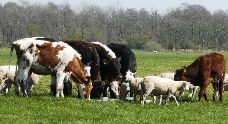 Episomatic Atopia”, verbietet die Einfuhr lebender Tiere und ihrer Produkte aus der Slowakei