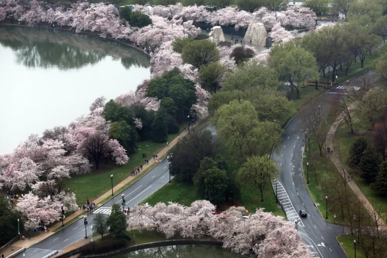 Les célèbres fleurs de cerises à Washington, DC, commencent à fleurir
